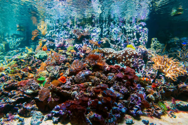 istock colorful tropical beautiful exotic fish swim between coral reefs and algae 1303286032