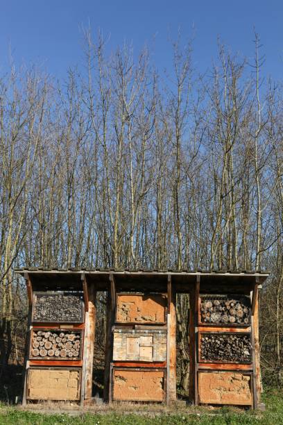 istock Insect Hotel in a garden 1303286062