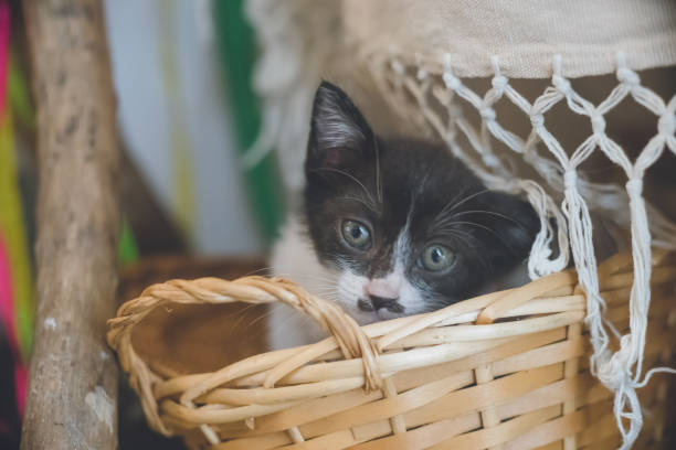 istock Cute black-and-white mutt kitten in a basket. 1303286975
