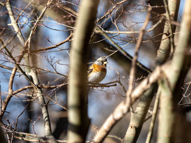 istock brambling in a Japanese forest park 1 1303287756