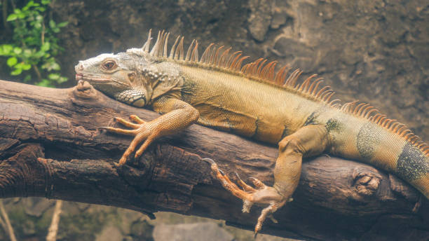 istock Head shot closeup of Green Lizard 1303287829