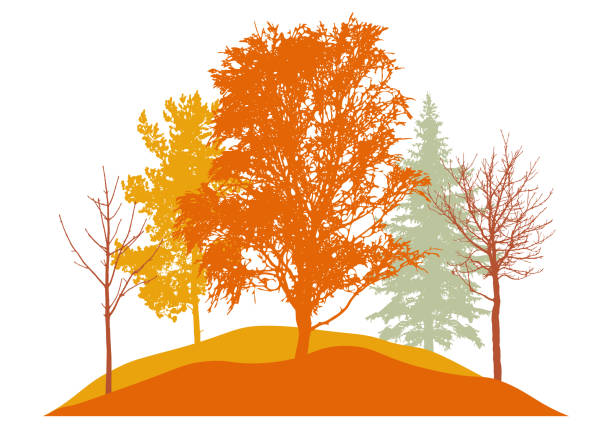 가을 시즌, 자작 나무, 벌거 벗은 나무, 전나무 나무 등의 실루엣. 아름다운 자연, 숲. 벡터 일러스트레이션 - chestnut tree chestnut tree panoramic stock illustrations