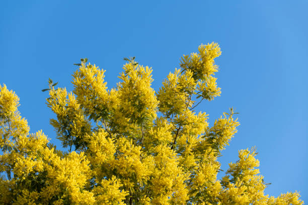 istock mimosa plant with an intense yellow color 1303289345