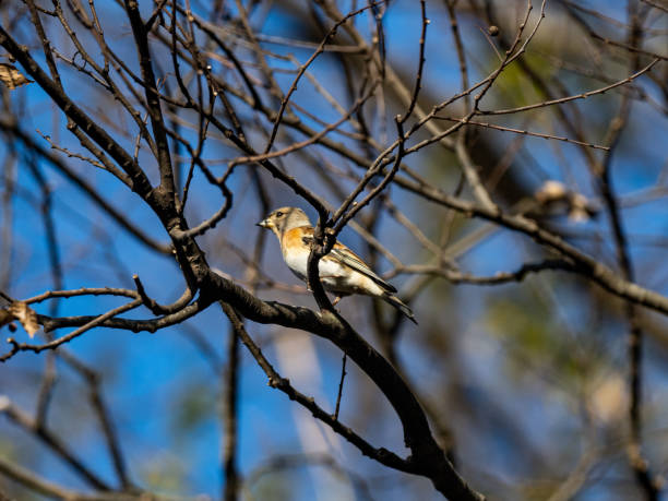 istock brambling in a Japanese forest park 9 1303289449