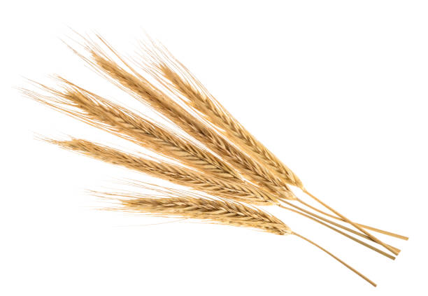 istock Ears of rye isolated on a white without shadow 1303289548