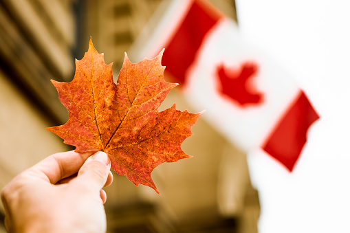 Cropped hand of a man holding bright orange maple leaf with Canadian flag in the background. Warm autumn day. Close up and front view