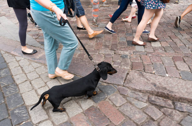 Black and tan dachshund walking on city street in summer Black and tan dachshund walking on city street in summer finnish hound stock pictures, royalty-free photos & images