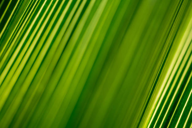 istock Beautiful exotic pattern of green tropical palm leaves 1303294391