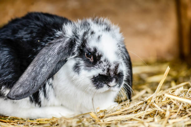 istock easter rabbit portrait looking for the viewer on the background 1303294426