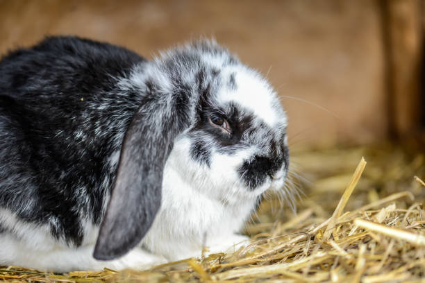 istock easter rabbit portrait looking for the viewer on the background 1303294492