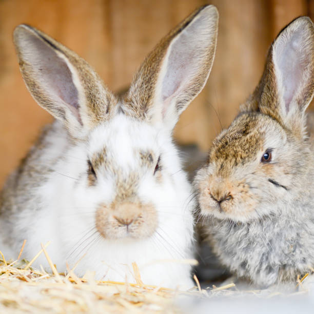 istock easter rabbit portrait looking for the viewer on the background 1303295416