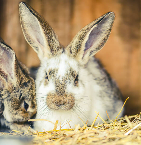 istock easter rabbit portrait looking for the viewer on the background 1303295510