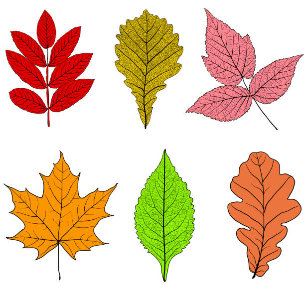 Set sketches silhouettes leaves on white background illustration Set sketches silhouettes leaves on white background illustration. silhouette of a sycamore tree stock illustrations