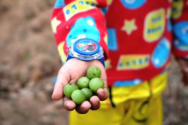 istock Fresh fruits on hand 1303296431