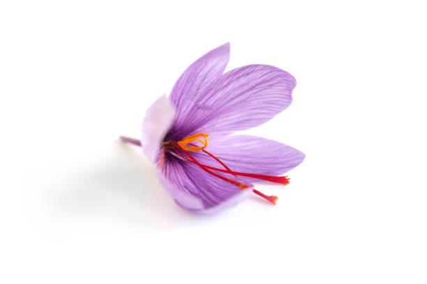 istock Close up of saffron flower. 1303297448