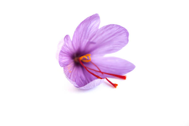 istock Close up of saffron flower. 1303297450