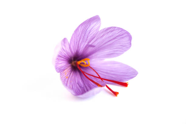 istock Close up of saffron flower. 1303297451