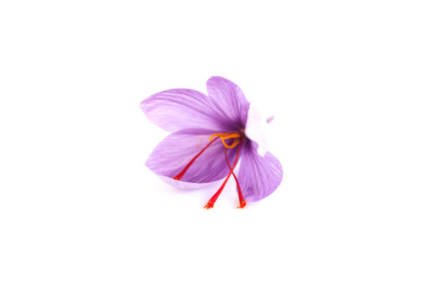 istock Close up of saffron flower. 1303297458