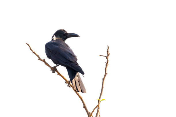 istock Image of crows on a branch isolated on white background. Birds. Wild Animals. 1303297472