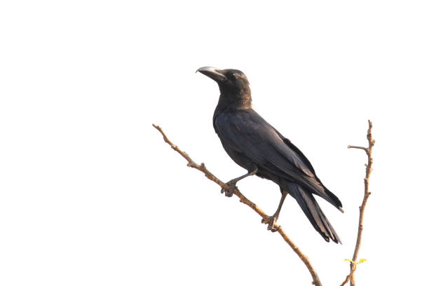 istock Image of crows on a branch isolated on white background. Birds. Wild Animals. 1303297474