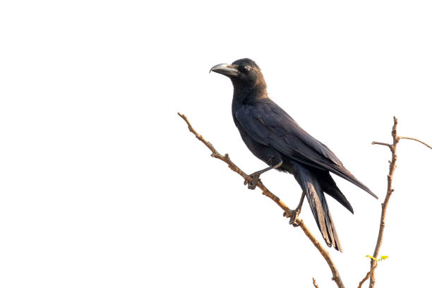 istock Image of crows on a branch isolated on white background. Birds. Wild Animals. 1303297479
