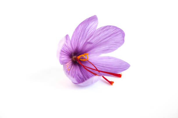 istock Close up of saffron flower. 1303297486