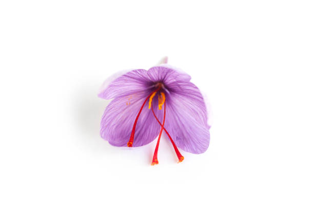 istock Close up of saffron flower. 1303297539
