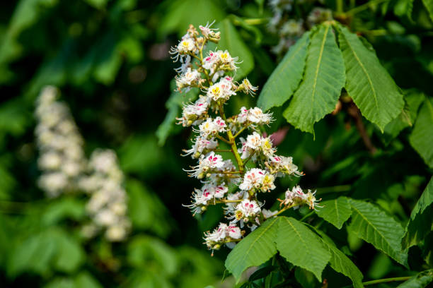 istock horse chestnut common. flowering chestnut tree 1303297601