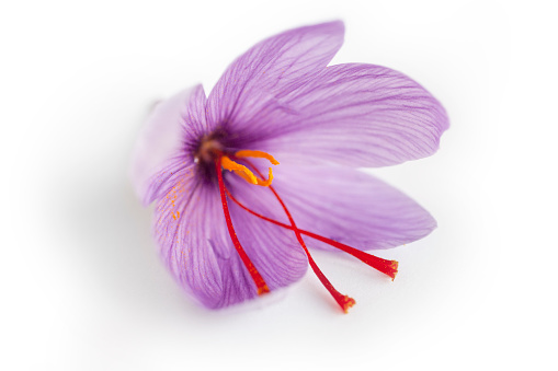 Close up of saffron flower isolated on white background.
