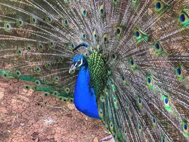 istock Male peacock, which has very long tail feathers that have eye-li 1303298045