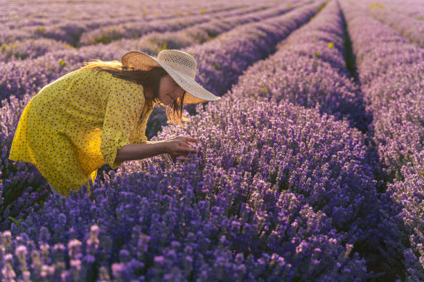 giovane turista che annusa l'aroma dei campi di lavanda in fiore. voglia di viaggiare. - farm scenics landscape alternative energy foto e immagini stock