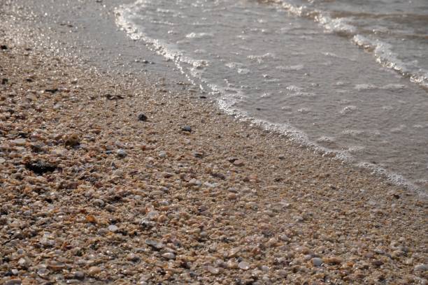 istock Seashells on the beach,nature background 1303300092