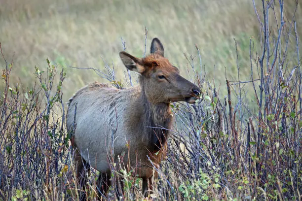 Photo of Female elk