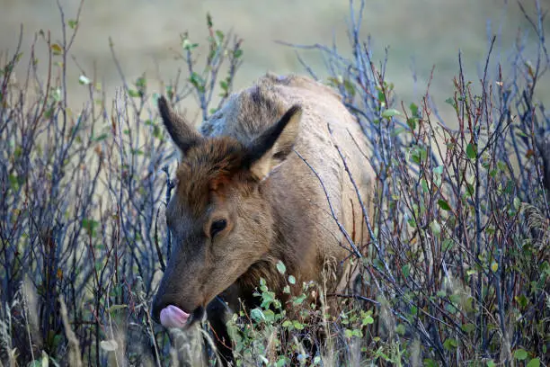 Photo of Female elk tongue