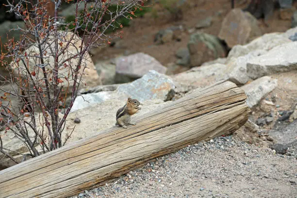 Photo of Chipmunk on the log