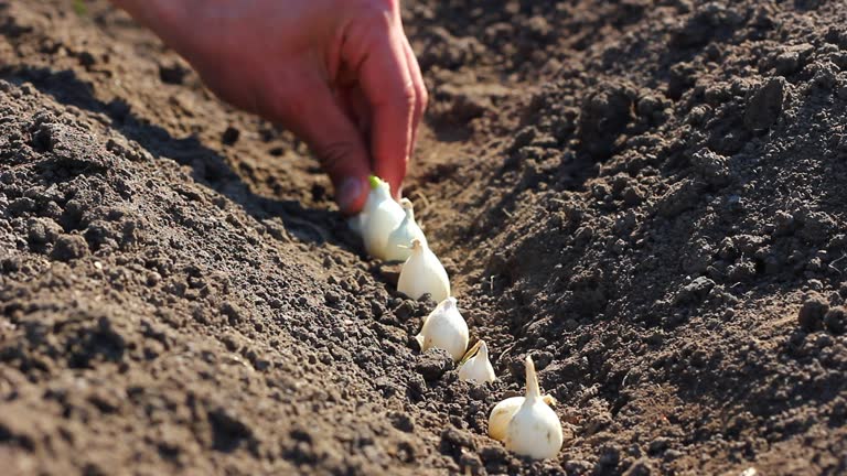 a man plants cloves of garlic in a vegetable garden in a garden bed, in a gray cloak shirt in sunny weather in the spring season. close up, plant care concept