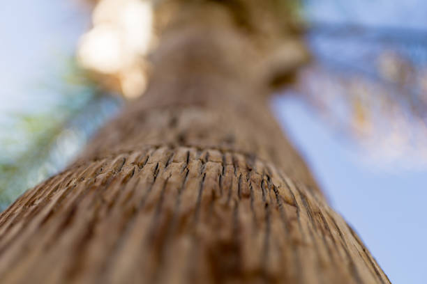 Three beautiful green palm trees against the blue sunny sky with light clouds. View from below with soft focus on bark. Palm cworns blurred. Tropical idilic scene background