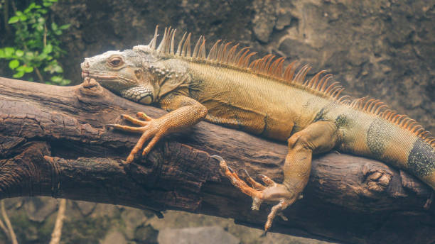 istock Head shot closeup of Green Lizard 1303302719