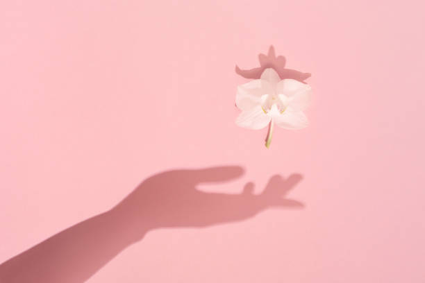 istock Female hand shadow keeps a natural white flower on pink flat lay. 1303304931