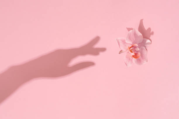 istock Womans hand shadow touches a natural flower on pink flat lay. 1303304970