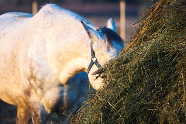 Gray horse eating hay in the paddock