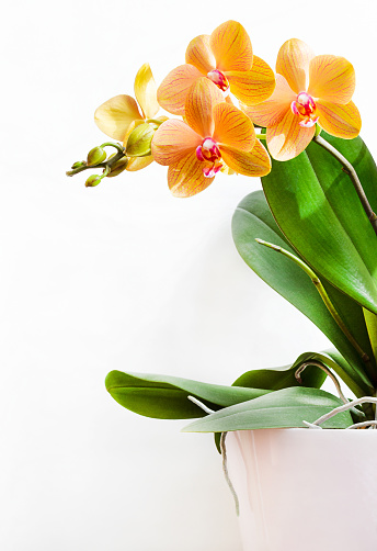 bright orange orchid flowers and green leaves in a pot.