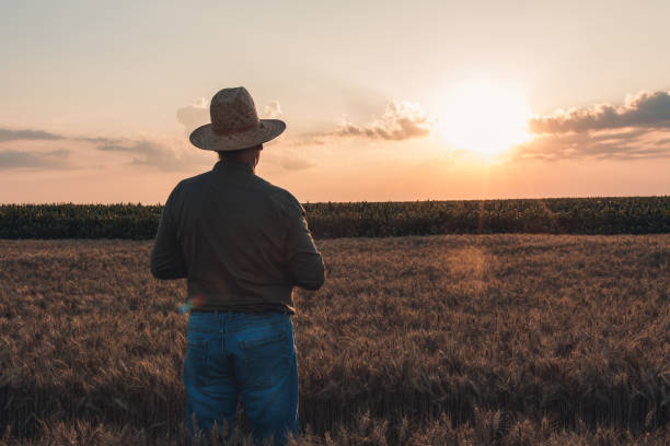 istock Senior farmer with hat standing in wheat field at sunset. 1303307981