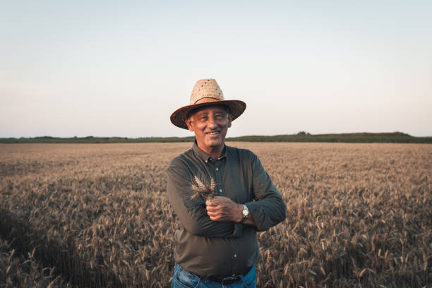istock Senior farmer with hat standing in wheat field at sunset. 1303308034