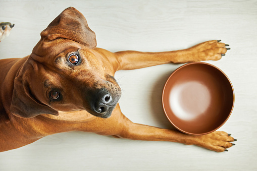 Perro marrón hambriento con tazón vacío esperando para alimentarse photo