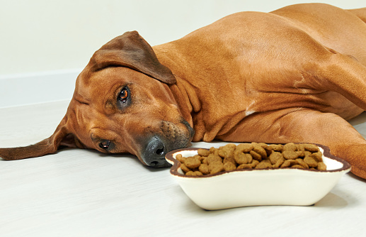Perro tendido en el suelo junto a un tazón lleno de comida seca y se niega a comer photo