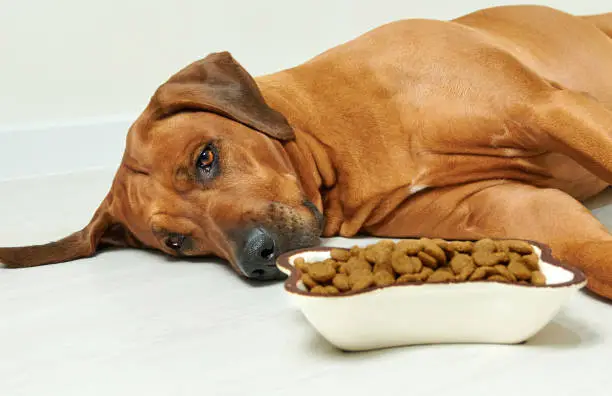 Photo of Dog lying on the floor next to bowl full of dry food and refuse to eat