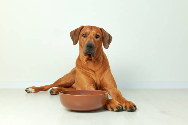 istock Rhodesian ridgeback dog next to food bowl, white background 1303308193