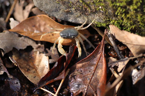 Freshwater crab Around 1,300 species of freshwater crabs are distributed throughout the tropics and subtropics, divided among eight families. river crab stock pictures, royalty-free photos & images