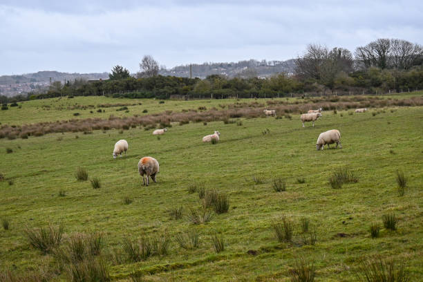 istock The Sheep grazing at New Works 1303310141